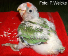 Foto: Peter Welcke