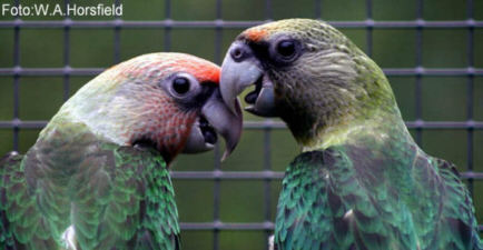 Foto: W. A. Horsfield 