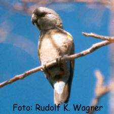 Foto: Rudolf K. Wagner