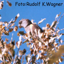 Foto: Rudolf K. Wagner
